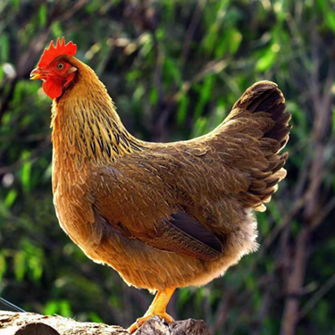 林下散養(yǎng)老母雞