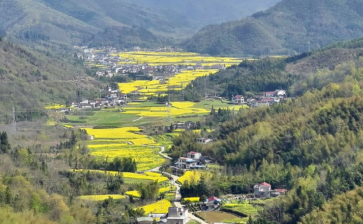 【明清春茶 硒世珍品】石臺康養富硒地，徽浦茶香天下傳